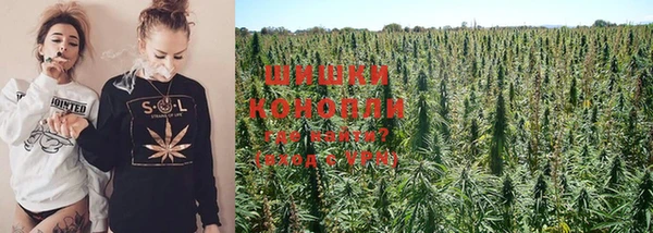 сатива Каменногорск